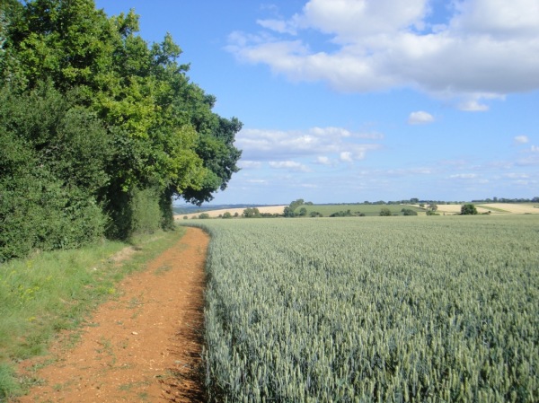 Path along the cornfields