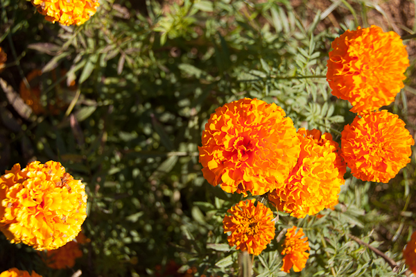 Marigolds in Rajasthan-mycustardpie