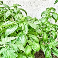Beauitful basil growing in my garden- it's going into everything from smoothies, to pesto to salad dressings. Read more about what's in my kitchen over on mycustardpie.com