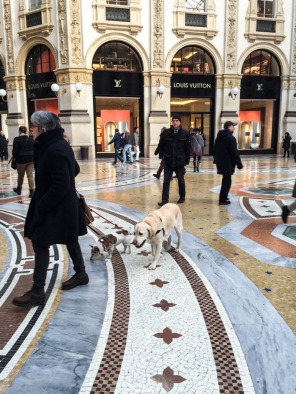 Dogs in Milan Italy on mycustardpie.com