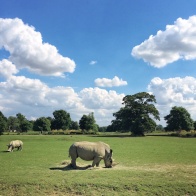 The Cotswold Wildlife Park in Burford. Summer days in the UK on mycustardpie.com
