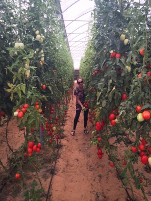 Picking tomatoes straight from the vine