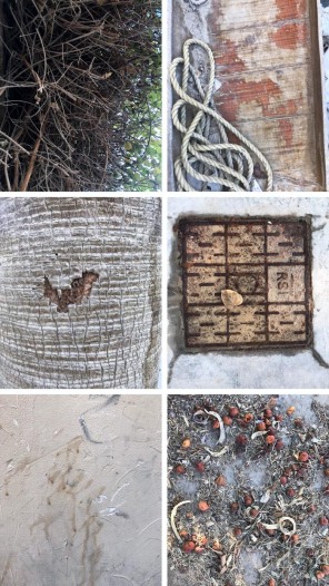 collage of different textures like tree trunks and pavement