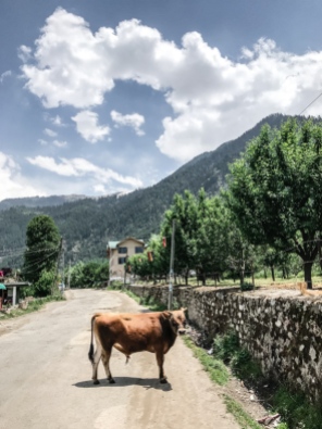 cow in the road